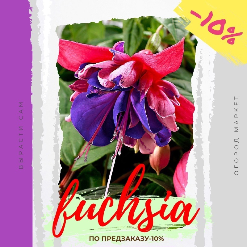 Принимаем заказы на укорененные евро-черенки и сеянцы на 2025 г.